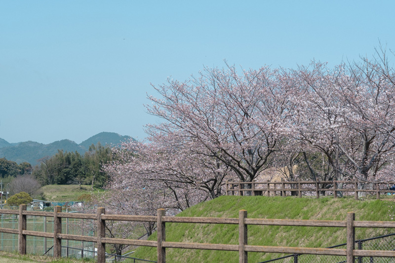 桜の下での撮影会を開催