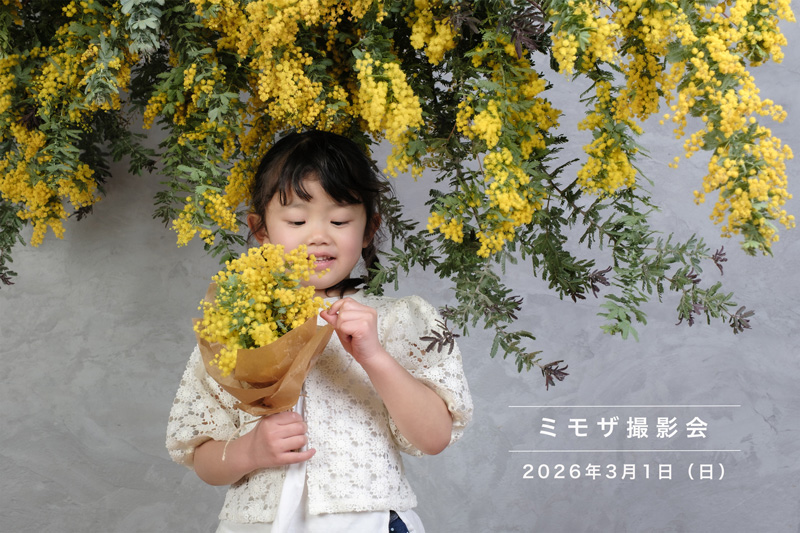 春のミモザ撮影会のお知らせ